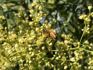 la vida de una abeja